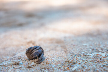 hermit crab walking on sandy beach at Khao Lak, Phang Nga, Thailand. Summer vacation concept