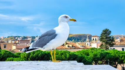 A close up focus of a seagull bird with scenic view from Victor Emmanuel II monument at Piazza Venezia on the city Rome, Lazio, Italy, Europe. Cityscape looking at Santa Maria di Loreto church