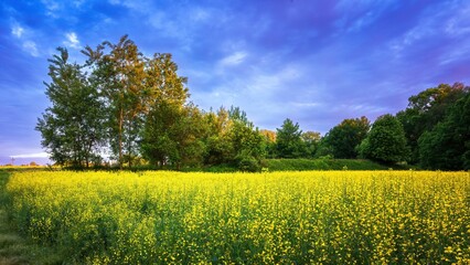 Wiosenne żółte pola rzepaku kwitnące na wsi  © Michal45