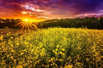 Wiosenne żółte pola rzepaku o wiosennym poranku i wschodzie słońca - obrazy, fototapety, plakaty