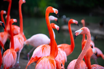 A group of flamingoes. Pink flamingos against green background. Phoenicopterus roseus, flamingo family.
