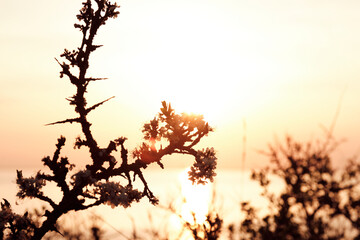 Arbuste au coucher de soleil