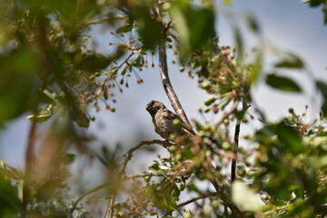bird on a branch