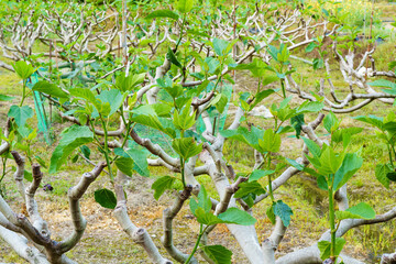 初夏の無花果畑