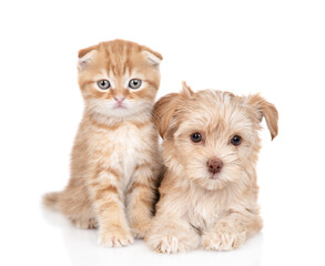 Goldust Yorkshire terrier puppy and ginger kitten sit together and look at camera. isolated on white background