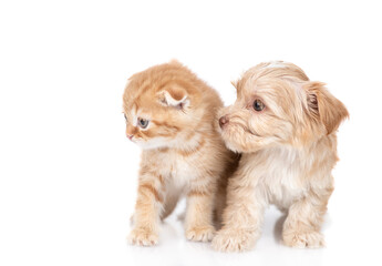 Goldust Yorkshire terrier puppy and ginger kitten sit together and look away in empty space. isolated on white background