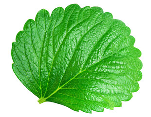 Strawberry leaves isolated on white background. Fresh green berry leaves closeup. Seasonal garden...