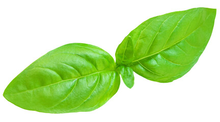 Basil leaf isolated. Fresh green  basil herb on white background, close up.. - obrazy, fototapety, plakaty