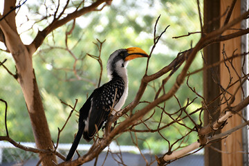 yellow billed hornbill