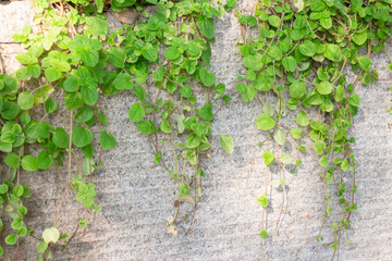 Green plant decorated in local restaurant