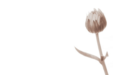 Calendula marigold yellow closed flower bud with stem isolated on white background  in retro vintage style