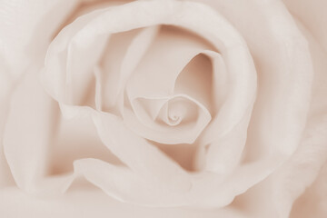 Fototapeta na wymiar Beige blooming rose flower macro wallpaper, poster or wedding invitation in retro style
