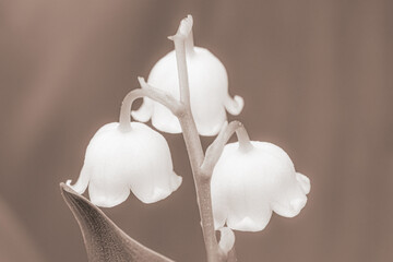 Three lily of valley little flowers blur natural background in retro vintage style macro