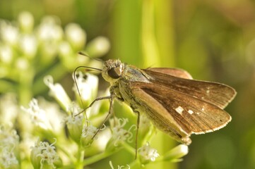 butterfly on a flower