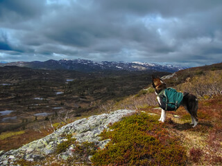 Husky Dog carrying backpacks for standing and looking over wild mountain terrain during a long hike across vast wilderness.