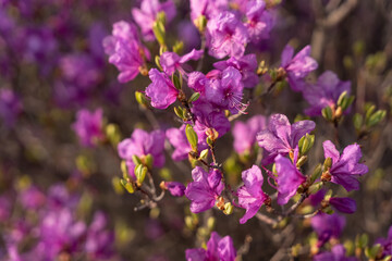 Close - up of flowers of Rhododendron dauricum. popular names rosemary, maral. Russia. Vladivostok
