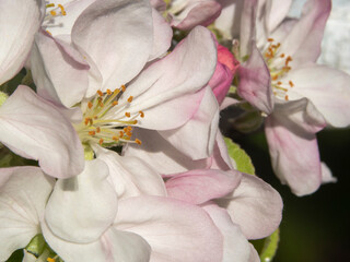 Obraz premium Macro photo of gently pink petals of blossoming apple blossoms. Apple blossom close-up spring background or wallpaper