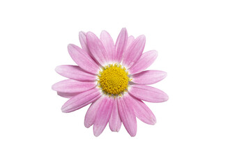 花　マーガレット　菊