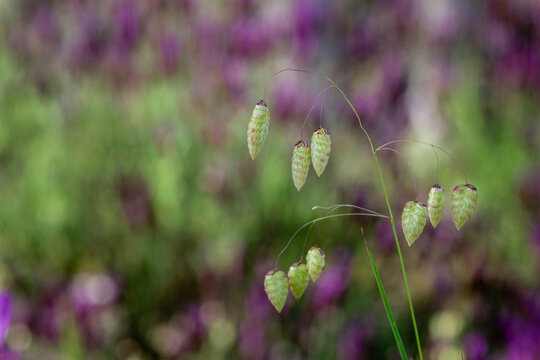 Branch with hanging spikes of briza maxima. Big quaking-grass.