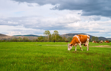 Fototapeta premium Cows grazing in a field. Panorama of grazing cows in a meadow with green grass, and in the background the sunrise in a small haze.