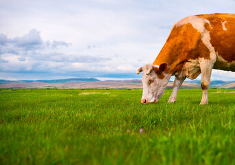 Cows. Landscape sunset cows graze on the slopes of the mountains in summer near the forest