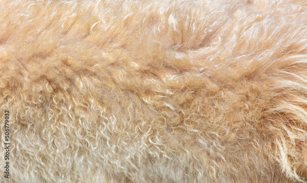 Poster Animal fur as a background.