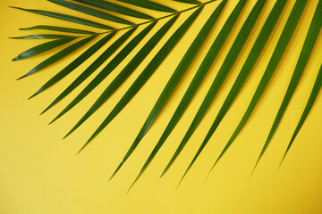 Palm leaf on yellow background. Minimal tropical plants composition with vivid yellow color background.