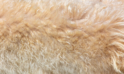 Animal fur as a background.