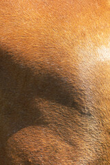 Fur of a red horse as a background.