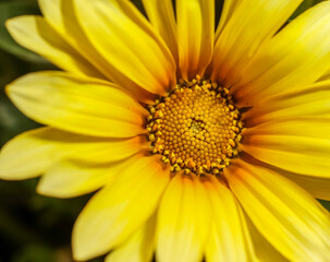 Treasure Flower . Straw yellow . Frontal view . Close up