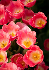 Pink flowers tulips in the park.