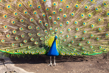 Obraz premium Portrait of a peacock in nature.
