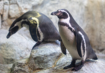 Naklejka premium Portrait of a penguin in the park.