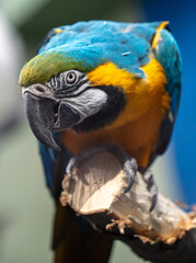 Portrait of a parrot bird