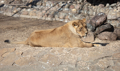 The lioness lies on the stone ground in the zoo.