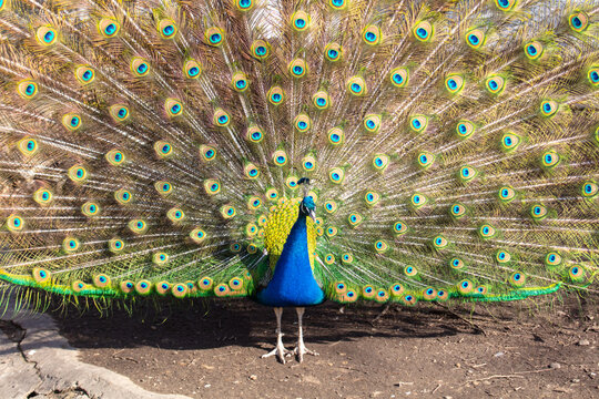 Portrait of a peacock in nature.