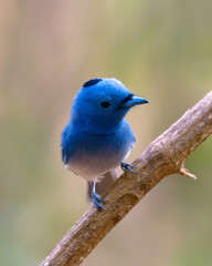 Black-naped monarch or black-naped blue flycatcher (Hypothymis azurea) photographed in Mumbai in Maharashtra, India