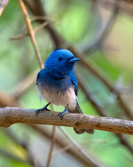 Black-naped monarch or black-naped blue flycatcher (Hypothymis azurea) photographed in Mumbai in Maharashtra, India