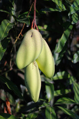 asian mango tree with fruits