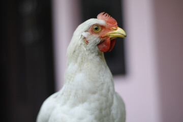 portrait of a hen