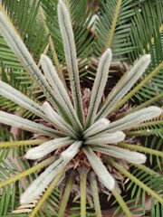 aloe vera plant