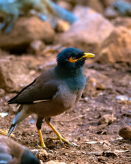 Common myna or Indian myna (Acridotheres tristis) photographed in Mumbai in Maharashtra, India