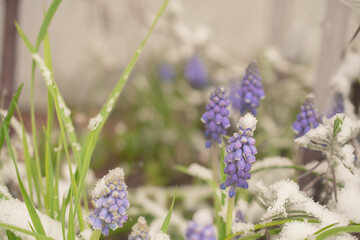 Blue Muscari flowers close up. A group of Grape hyacinth blooming in the spring, closeup with selective focus