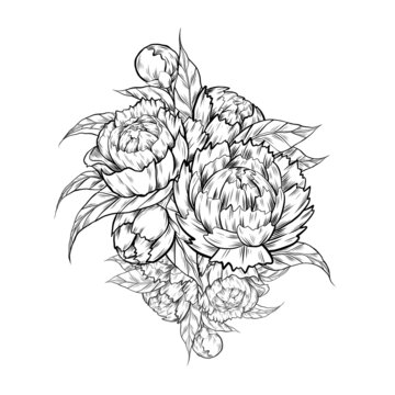 Vector sketch illustration of peony flowers with foliage. Contour ink Image of natural floral bouquet with hatching isolated from background.