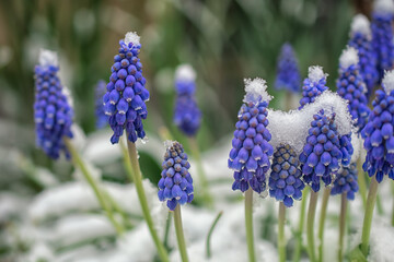 Blue Muscari flowers close up. A group of Grape hyacinth blooming in the spring, closeup with selective focus