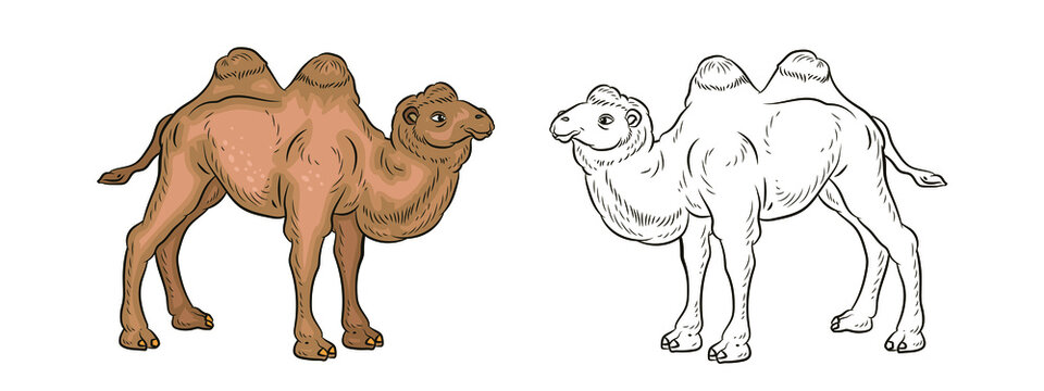 Animals. Vector image of a camel. Coloring for children. Black white and color image.