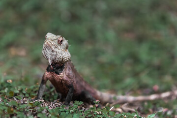 An iguana is looking for prey in the grass