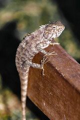 Grey iguana basking in the sun