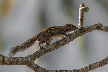 Palm squirrel on a thin branch