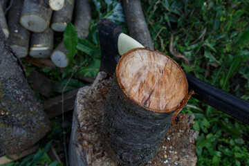 The sawn trunk of a cherry tree. An axe stuck in a stump and several sawn small walnut trunks.